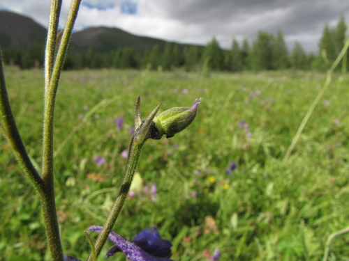 showy mountain larkspur (Delphinium mirabile)
