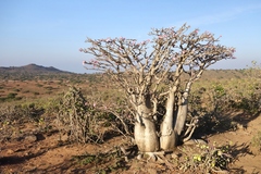 Adenium obesum