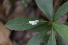 Scopula propinquaria