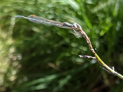 Austrolestes aridus