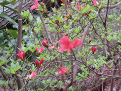 Rhododendron kaempferi