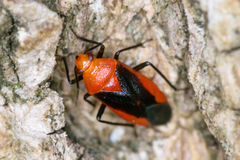Tropidosteptes cardinalis