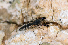 Cheliferoides segmentatus