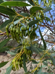 Eucalyptus sporadica