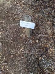 Eucalyptus sporadica