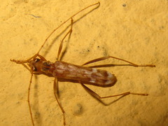 Leptoxenus ibidiiformis