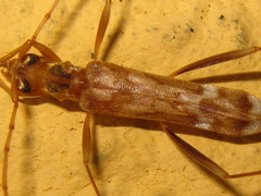 Leptoxenus ibidiiformis