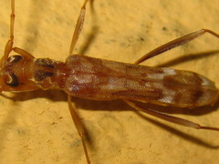 Leptoxenus ibidiiformis