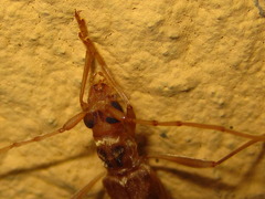 Leptoxenus ibidiiformis