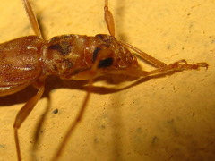 Leptoxenus ibidiiformis