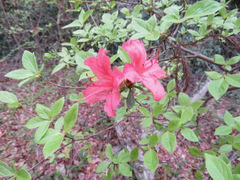 Rhododendron kaempferi