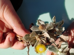 Anemocarpa podolepidium