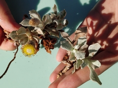 Anemocarpa podolepidium