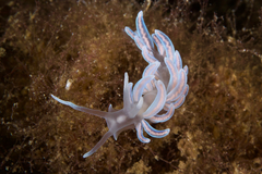 Phyllodesmium serratum