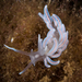 Made-up Phyllodesmium - Photo (c) Rebecca Lloyd, some rights reserved (CC BY-NC), uploaded by Rebecca Lloyd
