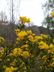 Coronilla