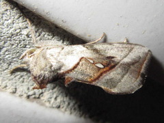 Macdunnoughia purissima