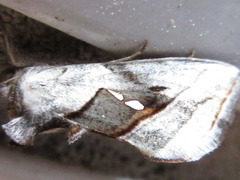 Macdunnoughia purissima