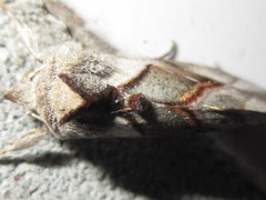 Macdunnoughia purissima