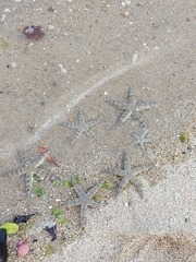 Archaster