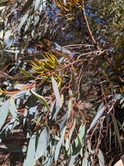 Eucalyptus gardneri