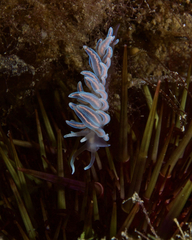 Phyllodesmium serratum