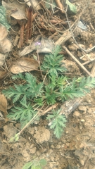 Erodium stephanianum