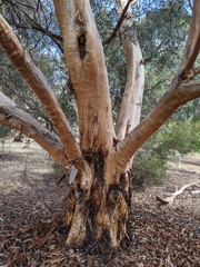 Eucalyptus gardneri