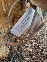 Eucalyptus gardneri