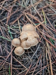 Inocybe sindonia
