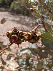 Eucalyptus kessellii