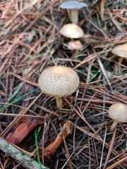 Inocybe sindonia