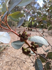 Eucalyptus kessellii