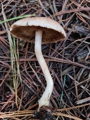 Inocybe sindonia