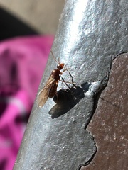 Prenolepis imparis
