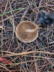 Inocybe sindonia