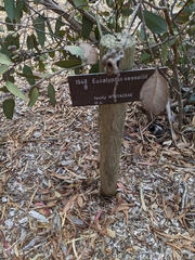 Eucalyptus kessellii