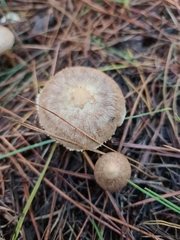 Inocybe sindonia