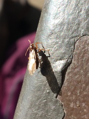 Prenolepis imparis