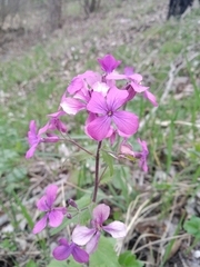 Lunaria annua