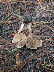 Inocybe sindonia