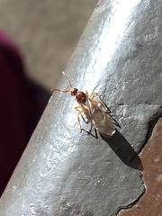 Prenolepis imparis