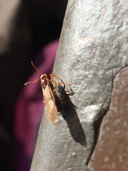 Prenolepis imparis