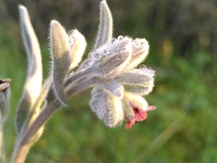Pardoglossum cheirifolium (Pardoglossum cheirifolium)