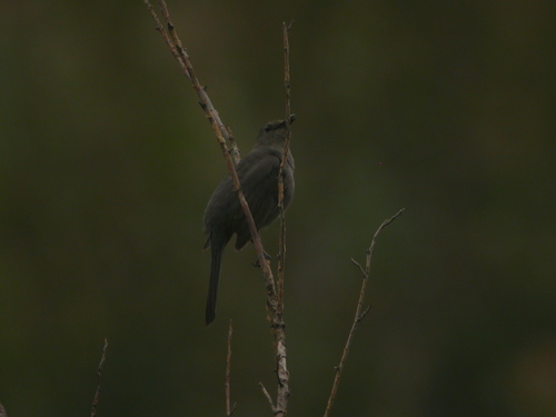 Gray Catbird photographed in Washington