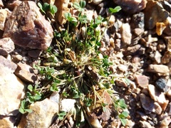 Trifolium ornithopodioides