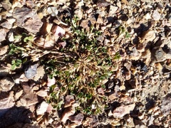 Trifolium ornithopodioides