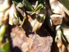 Trifolium ornithopodioides