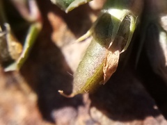 Trifolium ornithopodioides