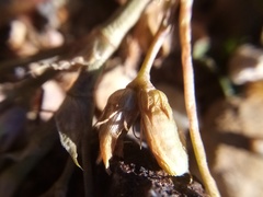 Trifolium ornithopodioides